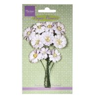 White Paper Daisies