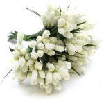 Miniature Grape Hyacinth Cream